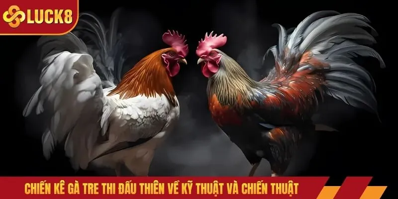 Chiến kê gà tre thi đấu thiên về kỹ thuật và chiến thuật